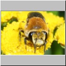 Colletes fodiens - Seidenbiene w001b 8mm - OS-Wallenhorst-Sandgrube-det.jpg